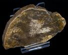 Osmunda Petrified Wood Slice - Australia #6296-1